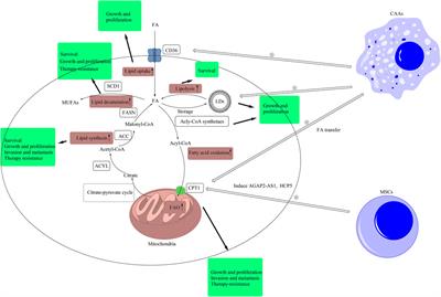 Role of Intra- and Extracellular Lipid Signals in Cancer Stemness and Potential Therapeutic Strategy